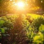 A vegetables garden in bloom with the sun setting behind it