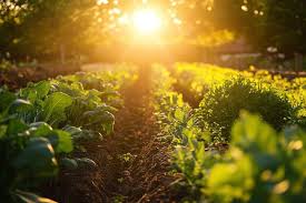 A vegetables garden in bloom with the sun setting behind it